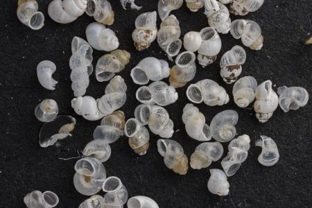 Copotec_DOlenjske Toplice